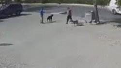 Acımasızca Dövüştürdüğü Köpeği Sonra Öldürdü