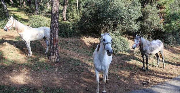 Adalar'da 105 At İtlaf Edildi