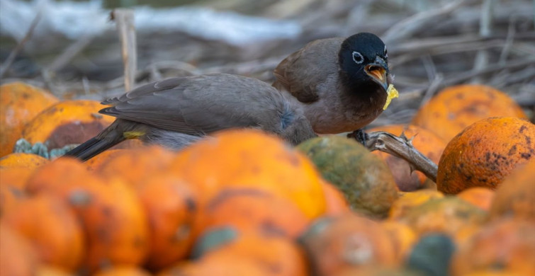 Adana'da Arap Bülbülleri Narenciye Bahçelerinde Görüntülendi