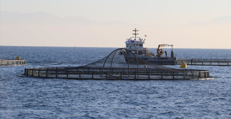 Adana'da Denizde İlk Kafes Balıkçılığı Hasadı Gerçekleşti