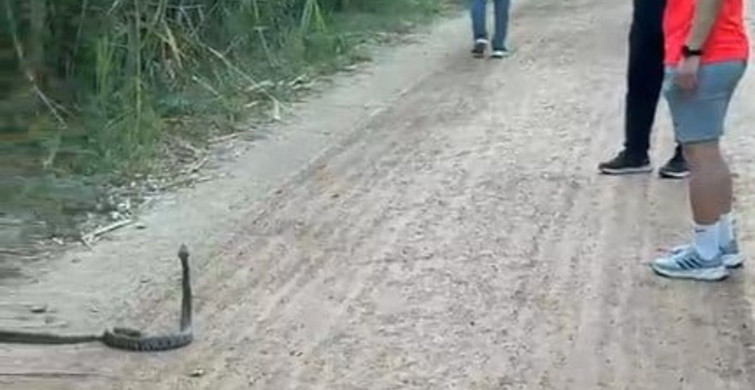 Adana'da hava sıcaklıkları artarken yılan ve kene görülme sıklığı arttı