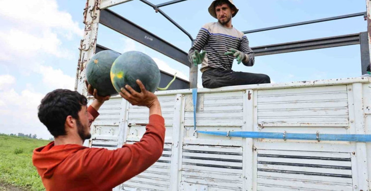 Adana’da karpuz hasadında sona gelindi