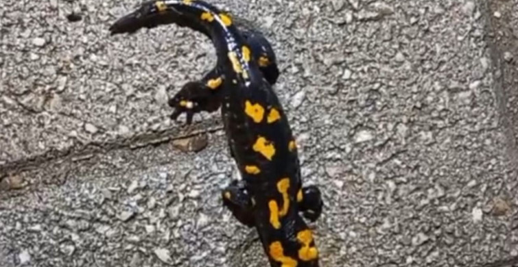 Adana'da Nesli Tehdit Altında Olan Semender Tespit Edildi