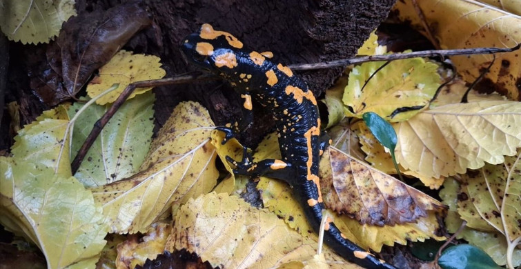 Adana'da Nesli Tehlike Altındaki Sarı Benekli Semender Tespit Edildi