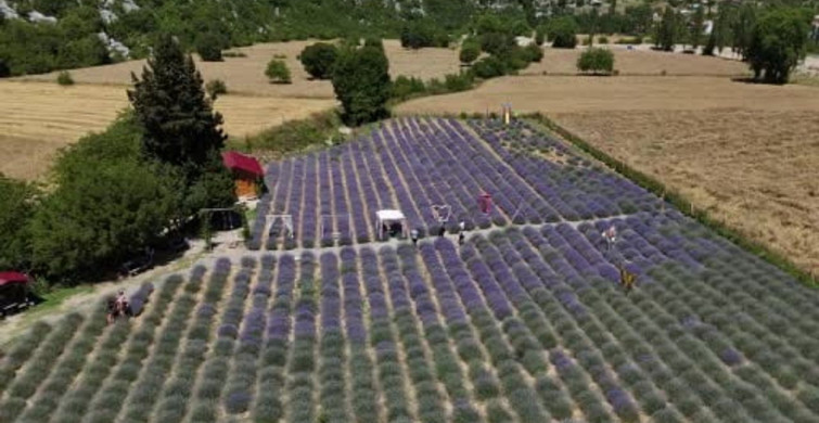 Adana’da sıcaktan kaçanlar lavanta bahçelerine akın etti