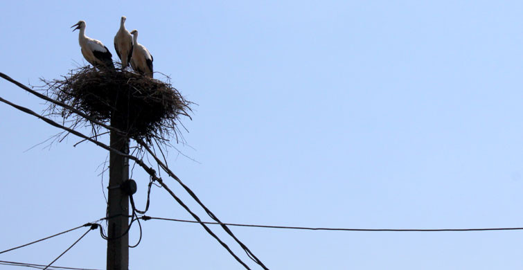 Adana’da Telefon Direklerinden Leyleklere Yuva Yapıldı
