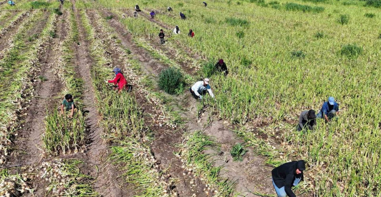 Adana'da Turfanda Soğan Hasadı Başladı