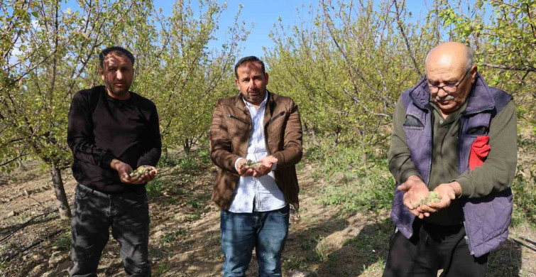 Adana'daki Dolu Felaketi Kayısı Üreticilerini Vurdu