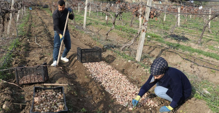 Adanalı Girişimci Ak Zambak Soğanı İle İhracata Hazırlanıyor