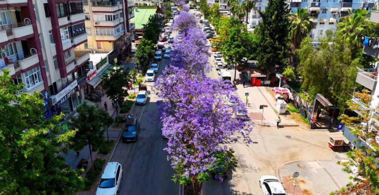Adana'nın Jakaranda Ağaçları Mor Renkle Büyülüyor