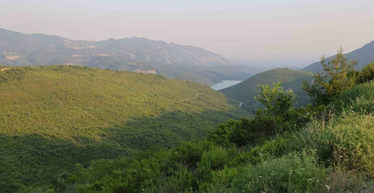 Adana'nın Kozan ilçesinde orman yangınının ardından doğa yeniden canlandı