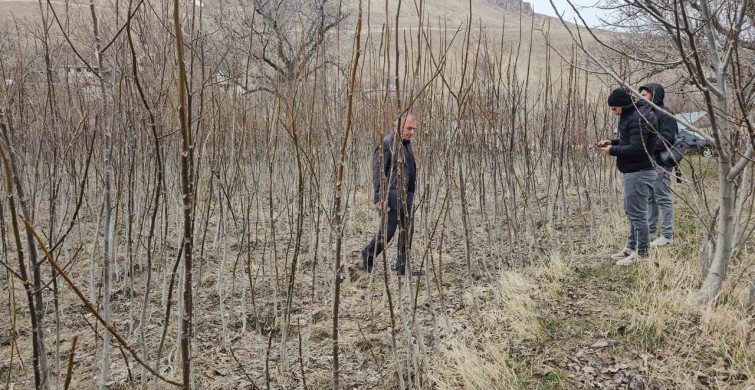 Adilcevaz Cevizinin Tescilli Fidanları Satışta