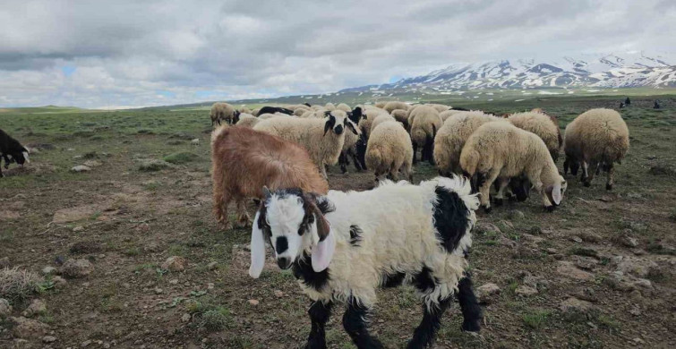 Adilcevaz'da Besici Hareketliliği: Yayla Göçü Başladı