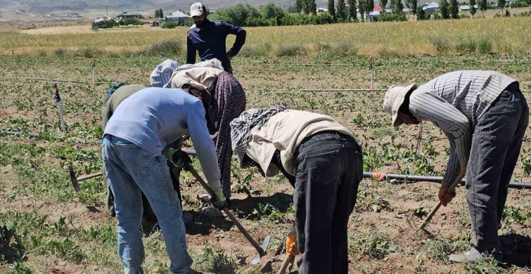 Adilcevaz'da mevsimlik tarım işçileri yaz sıcaklarında ekmek parası için çalışıyor