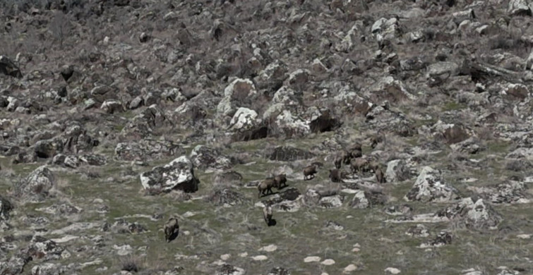 Adilcevaz'da Yaban Domuzu Sorunu