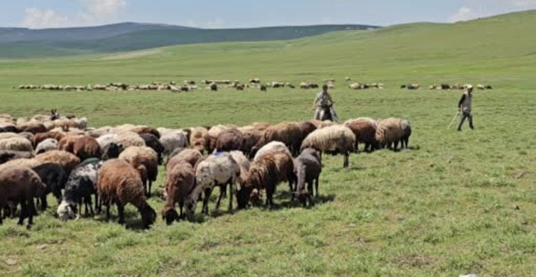 Adilcevaz'da yaylacıların yaz mesaisi devam ediyor