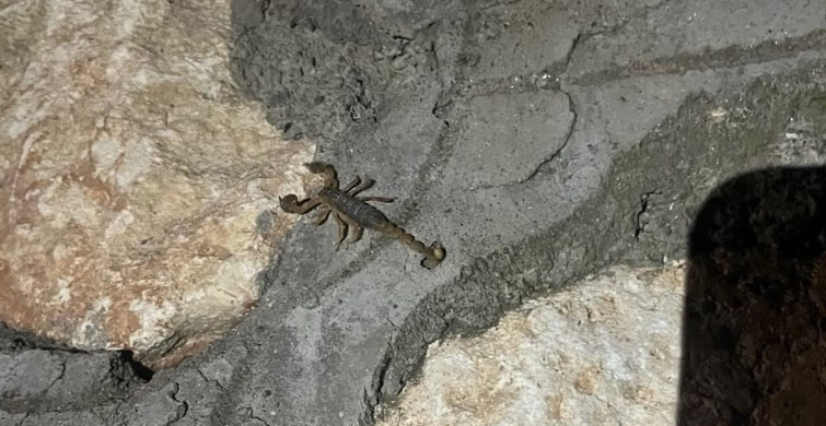 Adıyaman’da akrepler yerleşim alanlarında görülmeye başladı