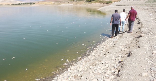Adıyaman'da Balık Ölümleri Korkuttu
