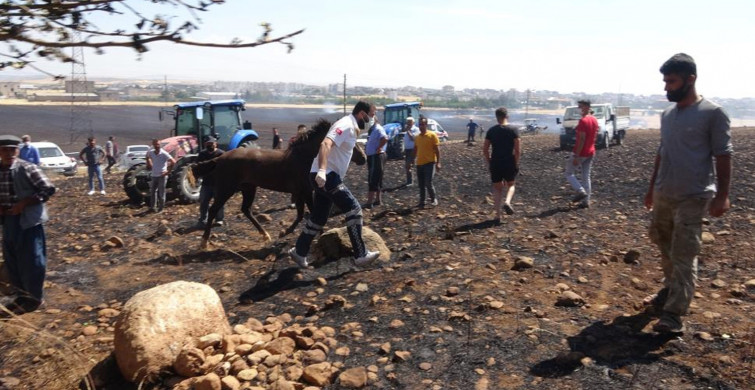 Adıyaman’da Çıkan Yangın Hayvanlara Zarar Verdi