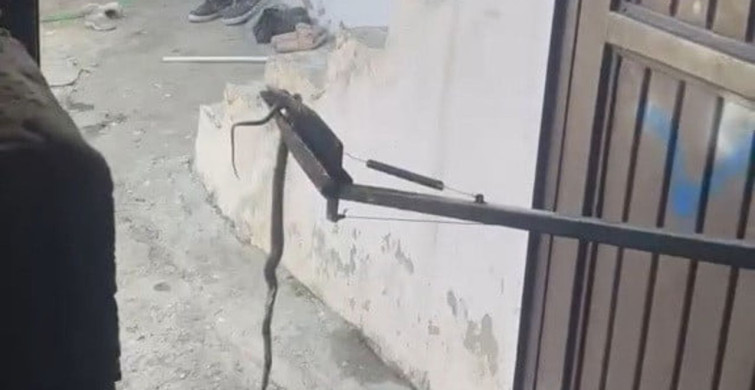 Adıyaman'da eve giren yılan yakalandı ve doğaya bırakıldı