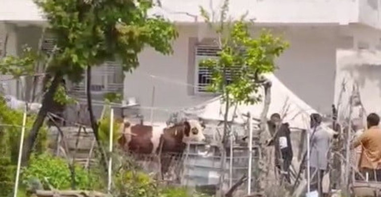 Adıyaman'da Kaçan Kurbanlık Uyuşturucu İğne ile Yakalandı