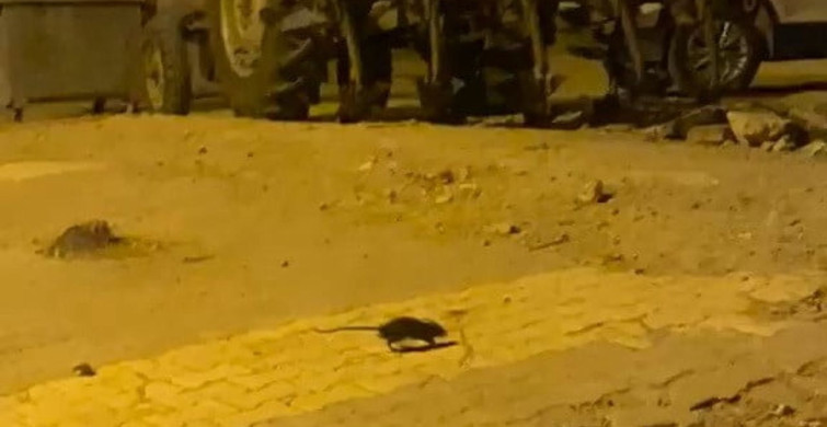 Adıyaman'da lağım fareleri nedeniyle vatandaşlar tedirgin