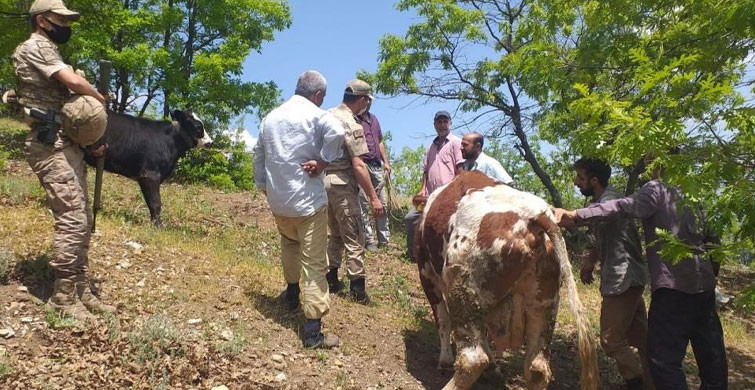 Adıyaman’da Mahsur Kalan İnek Jandarma Ekipleri Tarafından Kurtarıldı