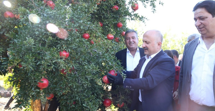 Adıyaman'da Nar Hasadı Başladı