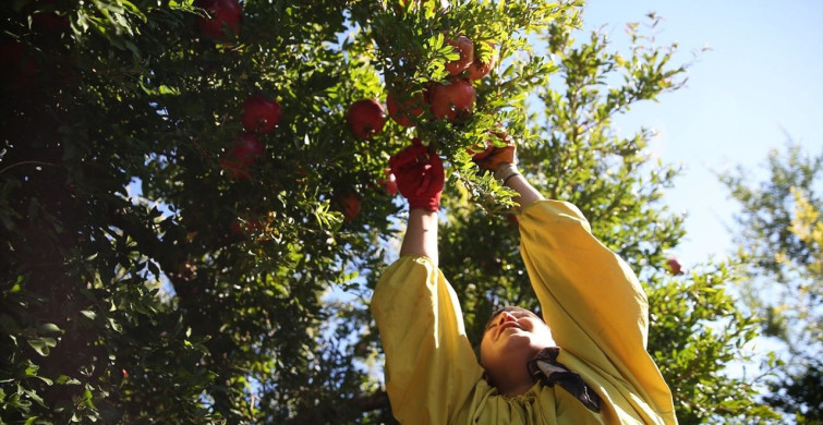 Adıyaman'da Nar Üretimi İvme Kazanıyor