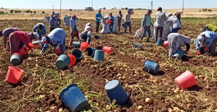 Adıyaman’da Patates Hasadı Bu Yıl da Kova Atma Töreni ile Bitti