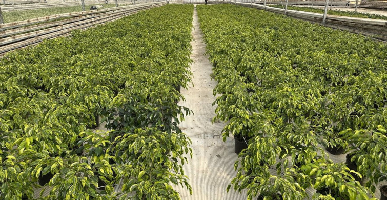 Adıyaman'da Süs Bitkisi Üretimi ile İstihdam Artışı