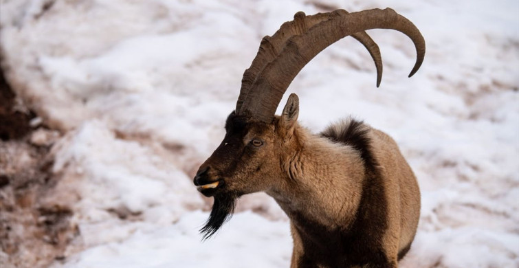 Adıyaman'da Yaban Keçileri Karlı Alanda Yiyecek Arıyor
