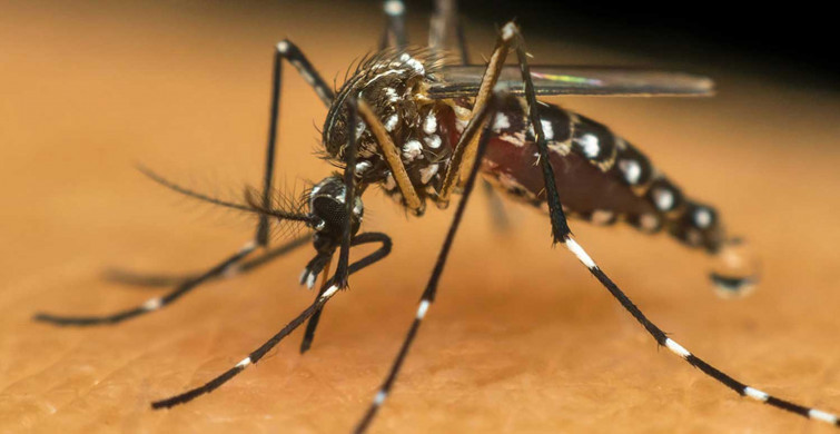 AEDES'te korkutan uyarı: Ciddi salgınlar ile karşı karşıya kalabiliriz! Ölümcül hastalıklara sebebiyet veriyor
