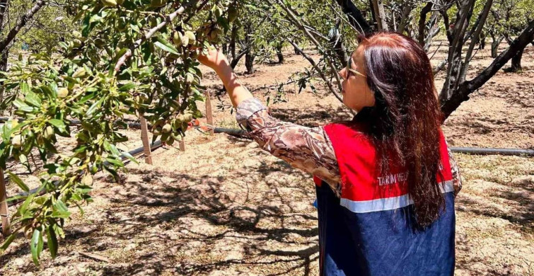 Afyonkarahisar'da dolu yağışı sonrası hasar tespit çalışmaları devam ediyor