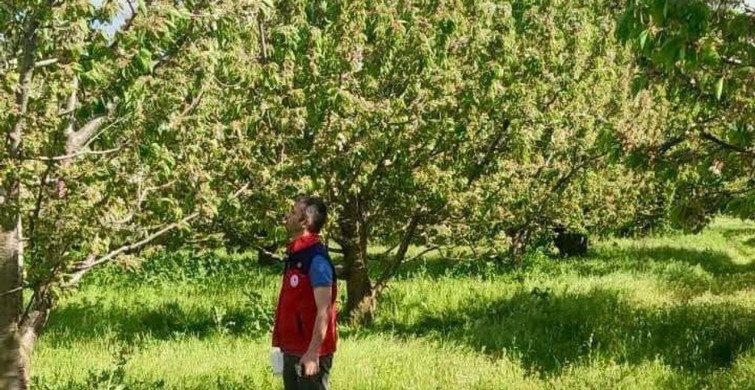Afyonkarahisar'da Kiraz Rekoltesi İçin Kontroller Devam Ediyor