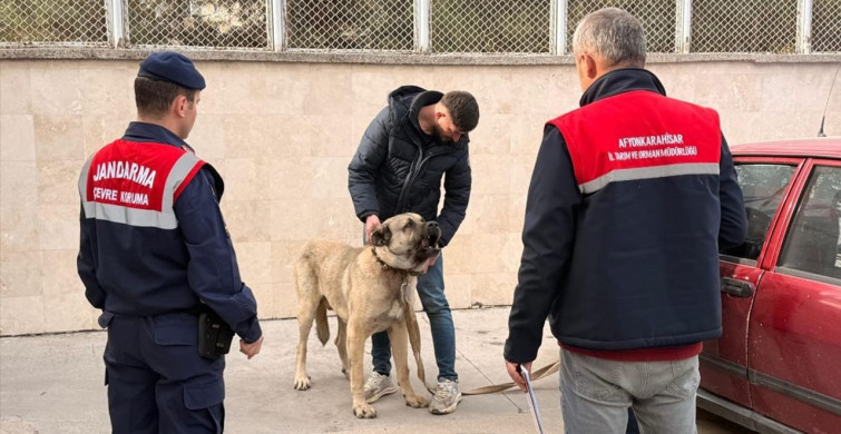 Afyonkarahisar'da Köpek Dövüşü Operasyonu: 12 Gözaltı