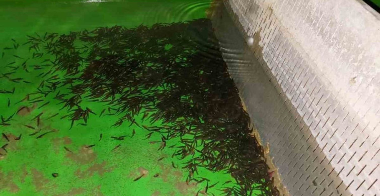 Afyonkarahisar'da Su Ürünleri Tesisleri Denetlendi