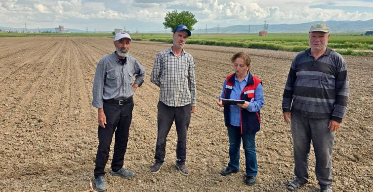 Afyonkarahisar'da Turşuluk Lahana ve Dane Mısır Üretimi Devam Ediyor