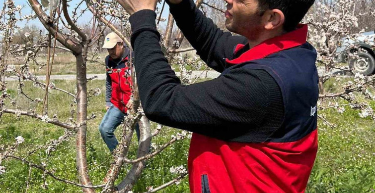 Afyonkarahisar'da Zirai Don Sonrası Hasar Tespiti Yapıldı