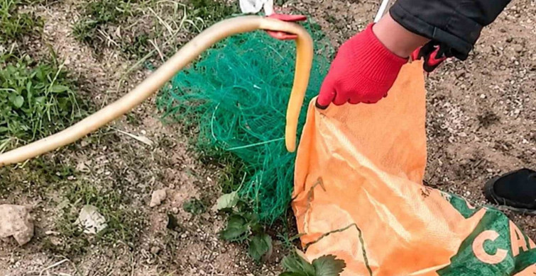 Ağa dolanan yılanlar itfaiye ekipleri tarafından kurtarıldı