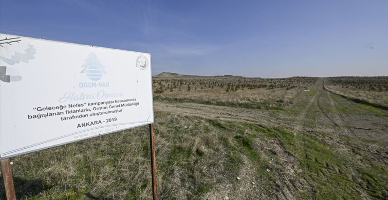 Ağaçlandırma Seferberliği: 6 Yılda Ağaç Olma Yolunda İlerliyoruz
