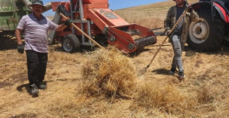 Ağın'da mercimek tohumluklarında hasat kontrolleri