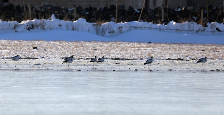 Ağrı Dağı'nda Nadir Kuş Türlerinin Kaydı