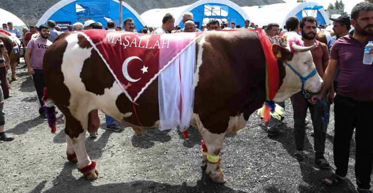 Ağrı kurbanlık fiyatları ne kadar? 2022 Ağrı büyükbaş, küçükbaş kurbanlık hisse fiyatları