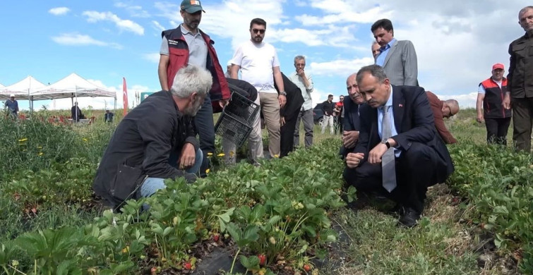 Ağrı'da çilek fidesi üreticilere dağıtıldı