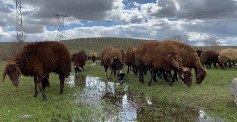 Ağrı'da Çoban Bulmanın Zorluğu: Yüksek Ücretlere Rağmen Teklifler Yetersiz Kalıyor