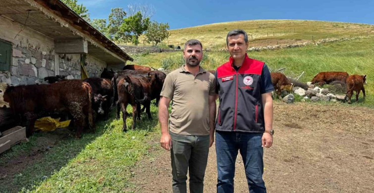 Ağrı’da damızlık desteğiyle kırmızı et üretimi güçleniyor