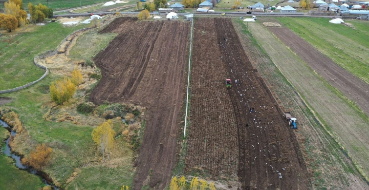 Ağrı'da Mor Patates Hasadı Zamanı