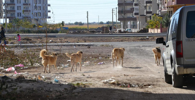 Ağrı'da sokağa bırakılan başıboş köpekler yine bir can aldı! Daha 2 yaşında olan bir çocuk yaşamını yitirdi!