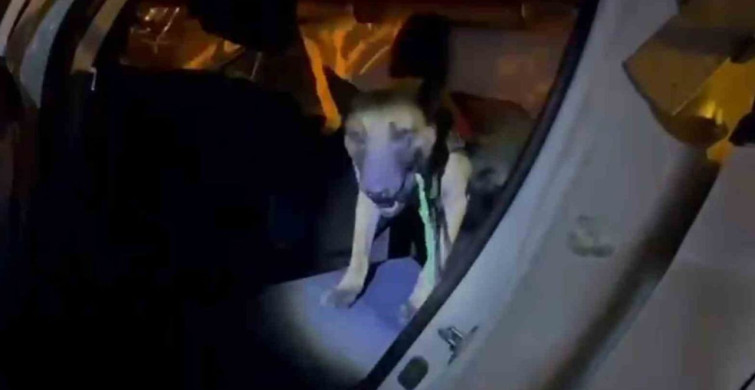 Ağrı'da Uyuşturucu Operasyonu: 10 Kilogram Skunk Ele Geçirildi